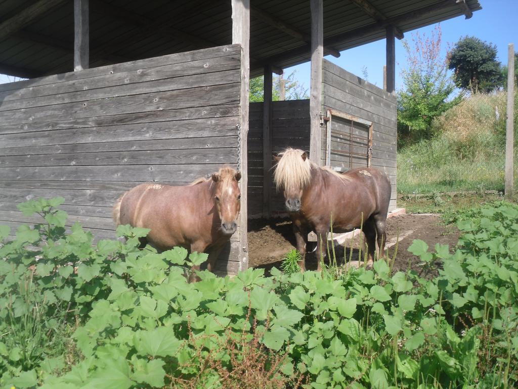 Agriturismo Fattoria Poggio Boalaio Орв'єто Екстер'єр фото