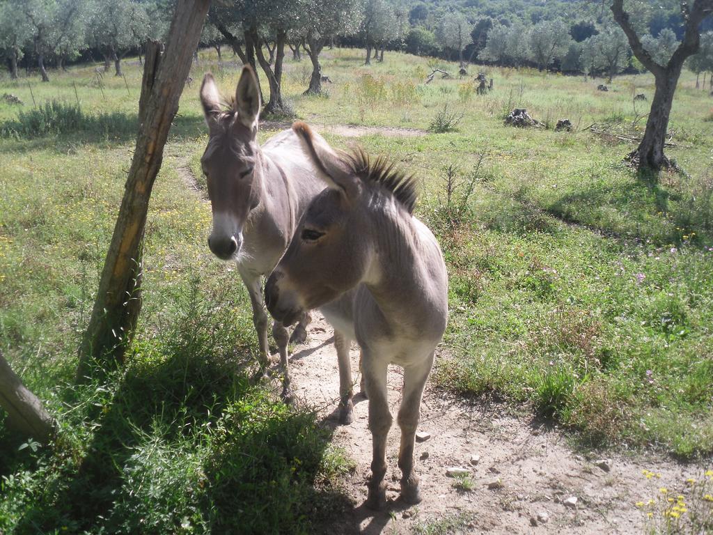 Agriturismo Fattoria Poggio Boalaio Орв'єто Екстер'єр фото
